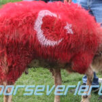 Kurban Bayramımız Kutlu Olsun